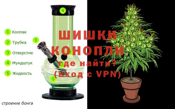 шишки Аркадак